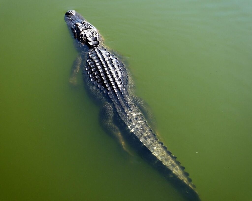 Rio Solimões! Conheça as belezas naturais e a biodiversidade do maior rio do mundo!