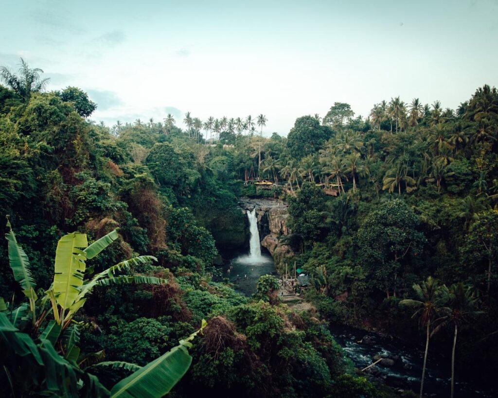 Floresta Amazônica! Dois dias de imersão selvagem na maior floresta tropical do mundo! - Imagem 4