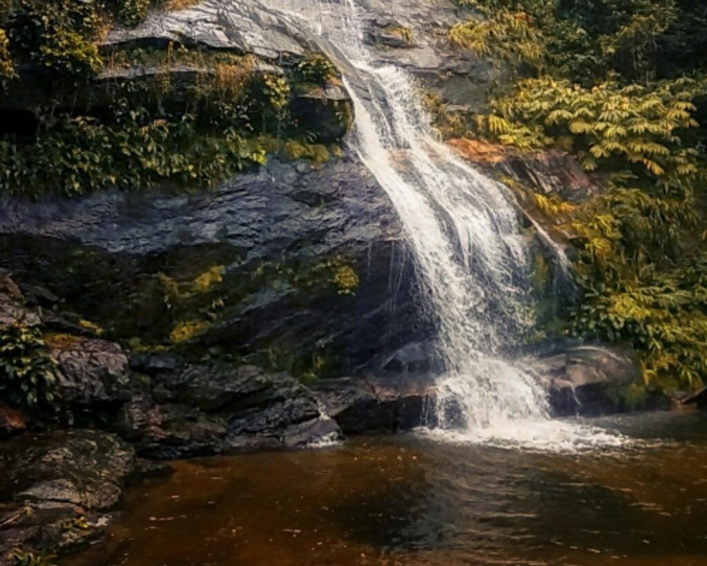 Aventura e História na Floresta da Tijuca! Conheça o parque nacional mais visitado do Brasil! - Imagem 3