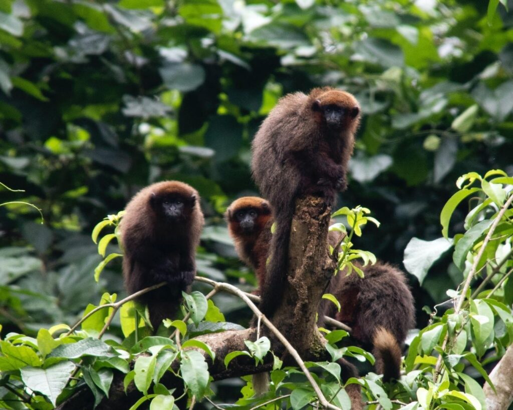 Floresta Amazônica! Dois dias de imersão selvagem na maior floresta tropical do mundo! - Imagem 3