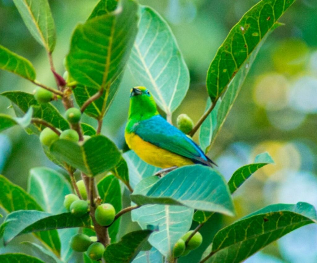 Contemple a natureza e relaxe em um Banho de Floresta! - Imagem 2