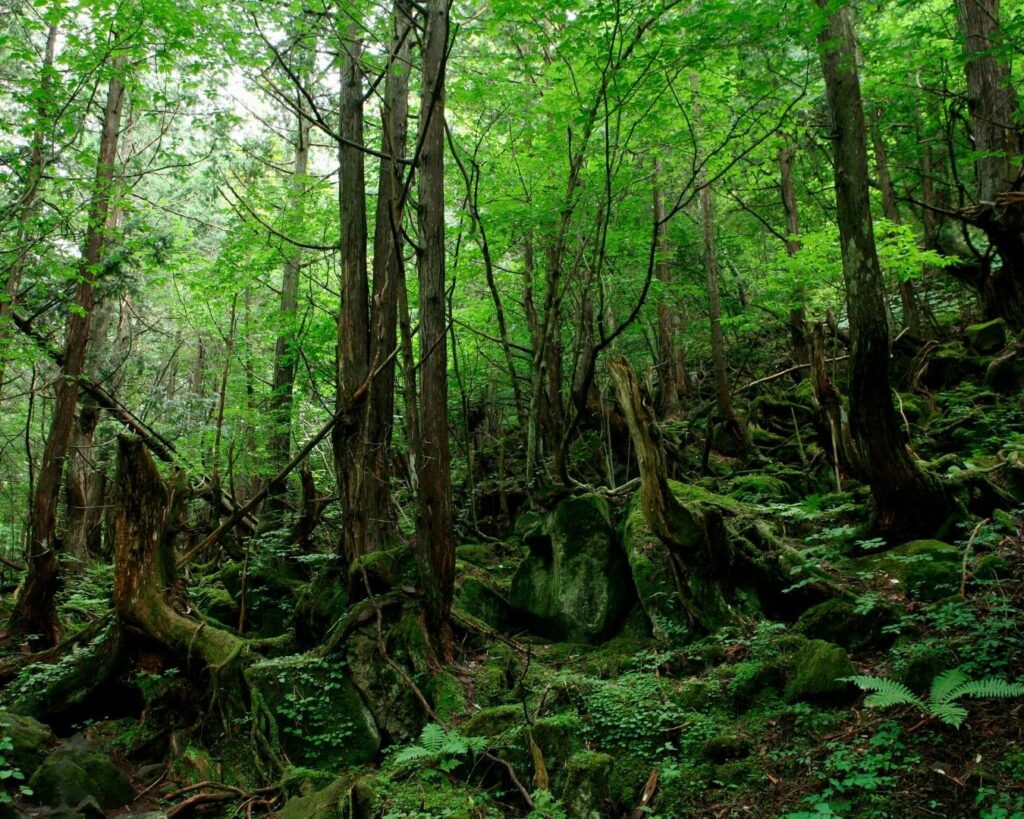 Detox na Floresta! Um final de semana de experiências inesquecíveis em contato com a natureza! - Imagem 3