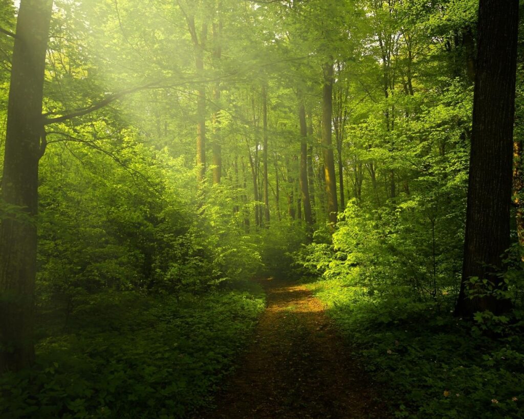 Detox na Floresta! Um final de semana de experiências inesquecíveis em contato com a natureza! - Imagem 4