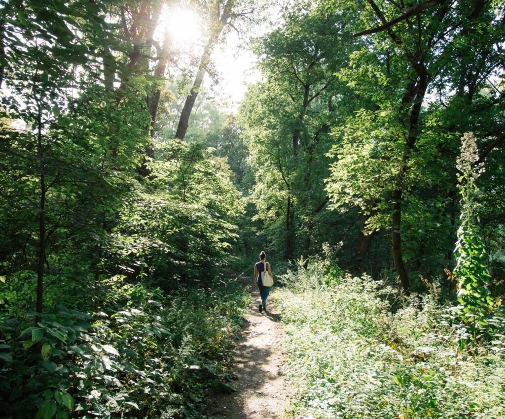 Aproveite um dia relaxante na floresta! Se desconecte da tecnologia e do cotidiano urbano!