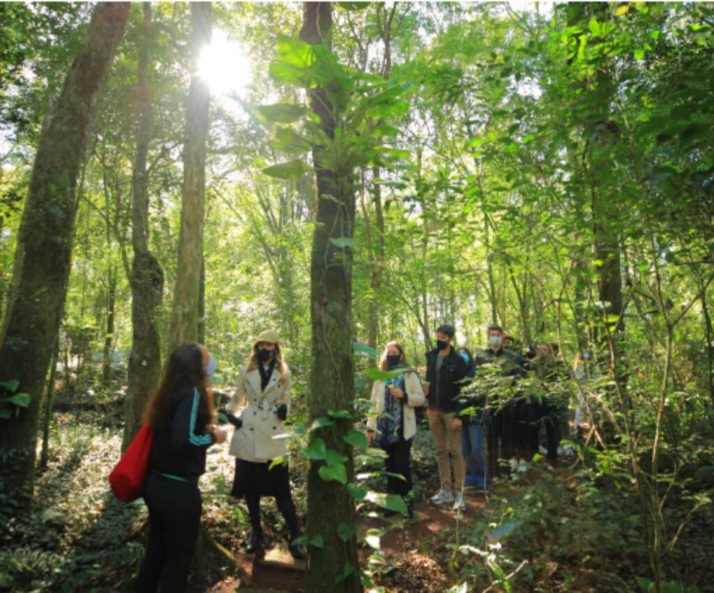 Aproveite um dia relaxante na floresta! Se desconecte da tecnologia e do cotidiano urbano! - Imagem 3