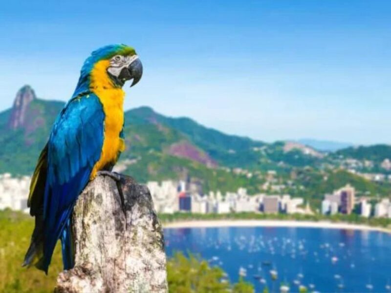 Desbrave a cidade maravilhosa em um incrível city tour repleto de histórias cariocas - Imagem 4