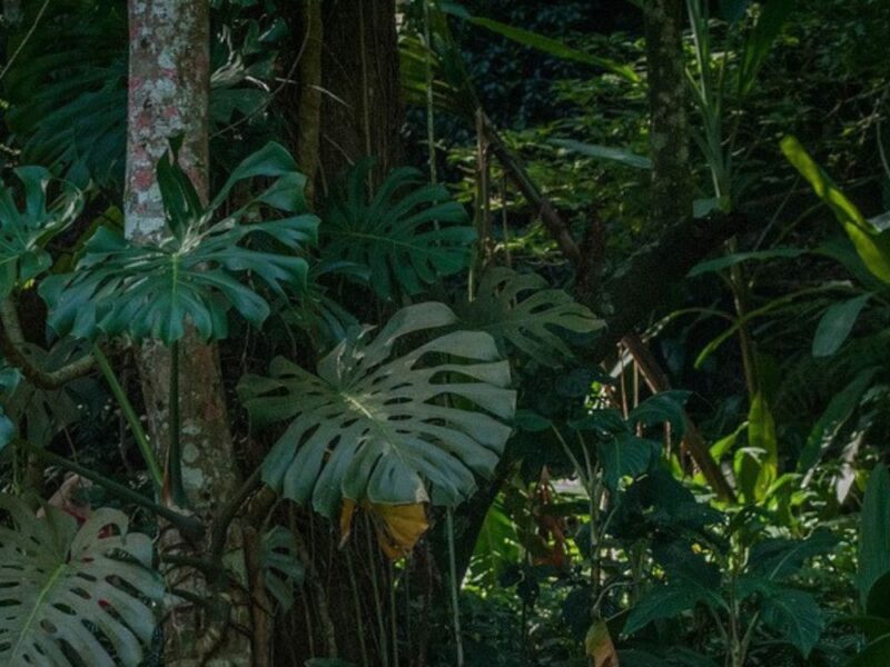 Expedição por uma das maiores florestas urbanas do mundo: explore a Floresta da Tijuca neste passeio com vistas incríveis