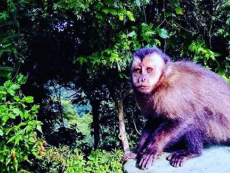 Expedição por uma das maiores florestas urbanas do mundo: explore a Floresta da Tijuca neste passeio com vistas incríveis - Imagem 3