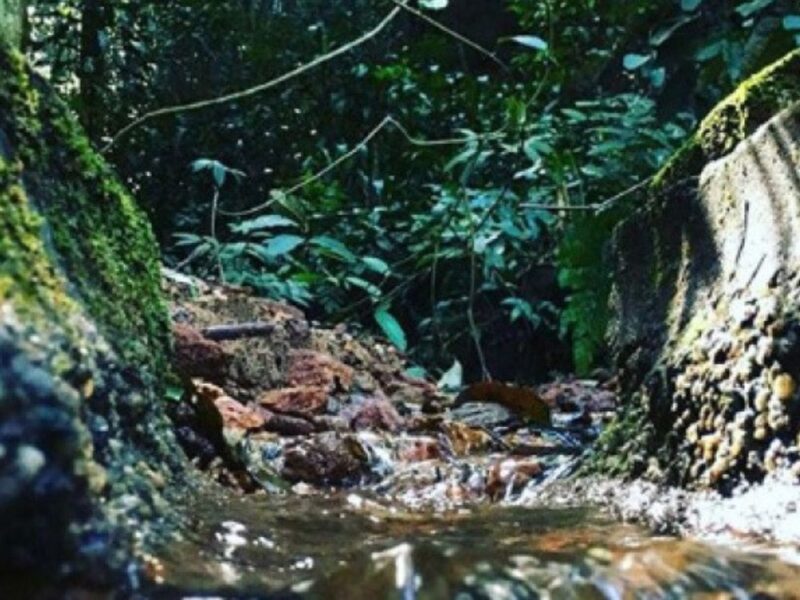 Expedição por uma das maiores florestas urbanas do mundo: explore a Floresta da Tijuca neste passeio com vistas incríveis - Imagem 2