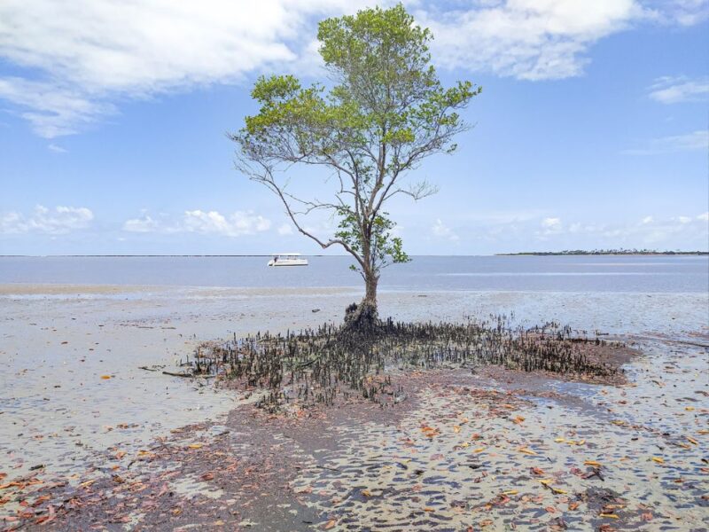 Presencie as mais lindas paisagens dos manguezais e arrecifes de Barra do Mamanguape + almoço em aldeia indígena - Imagem 4