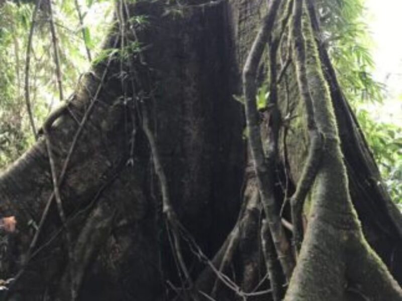 Trilha pelo terceiro parque mais antigo do país em Teresópolis - Imagem 3