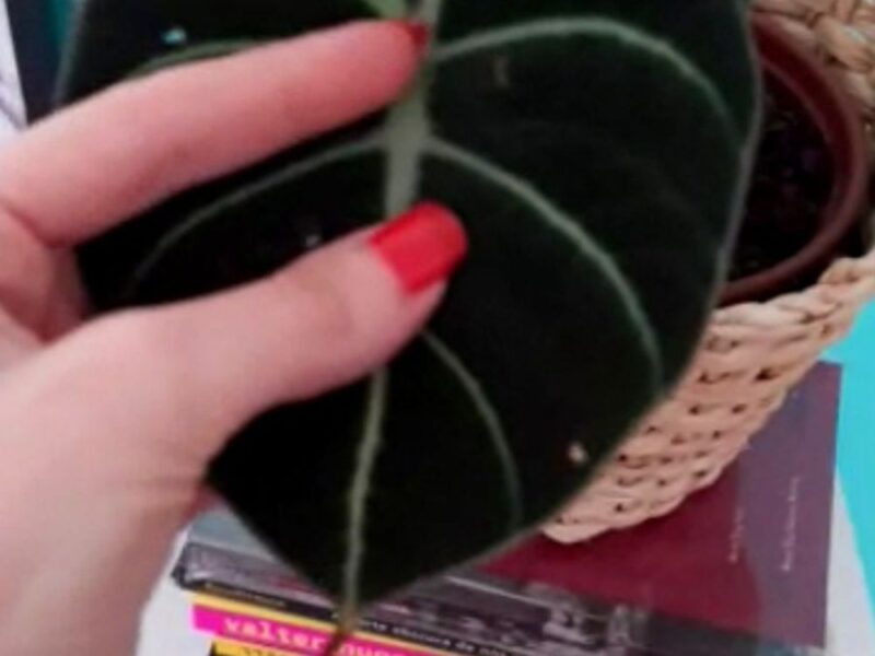 Consultoria online para cultivo de plantas em casas ou apartamentos - Imagem 3