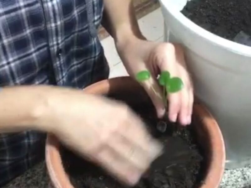 Consultoria online para cultivo de plantas em casas ou apartamentos - Imagem 2
