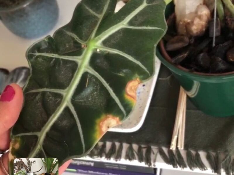 Consultoria online para cultivo de plantas em casas ou apartamentos - Imagem 4