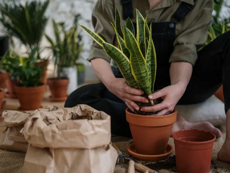 O despertar para a Ciência Botânica através do contato com o cultivo de plantas a partir de 8 pessoas - Imagem 2