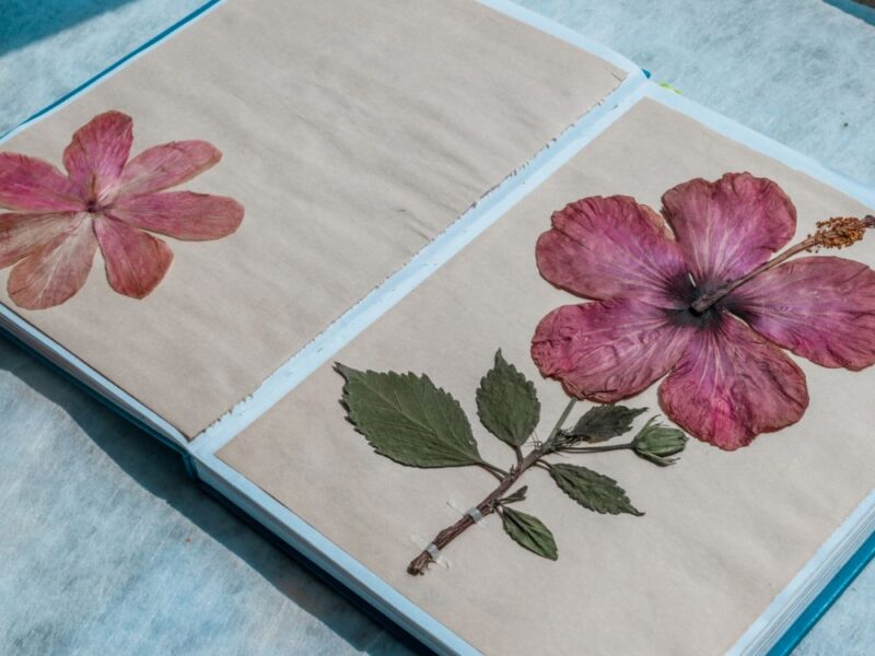 Quadros que guardam memórias: aprenda técnicas para secar plantas e flores em uma experiência coletiva e artística para a partir de 8 pessoas - Imagem 4