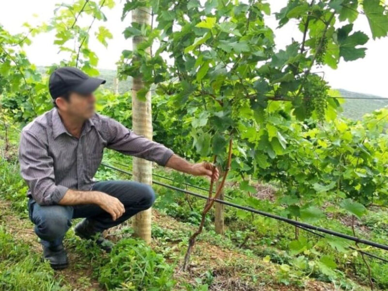 Surpreenda-se em uma degustação de vinhos de uvas Syrah, na região montanhosa de Goiás - Imagem 5