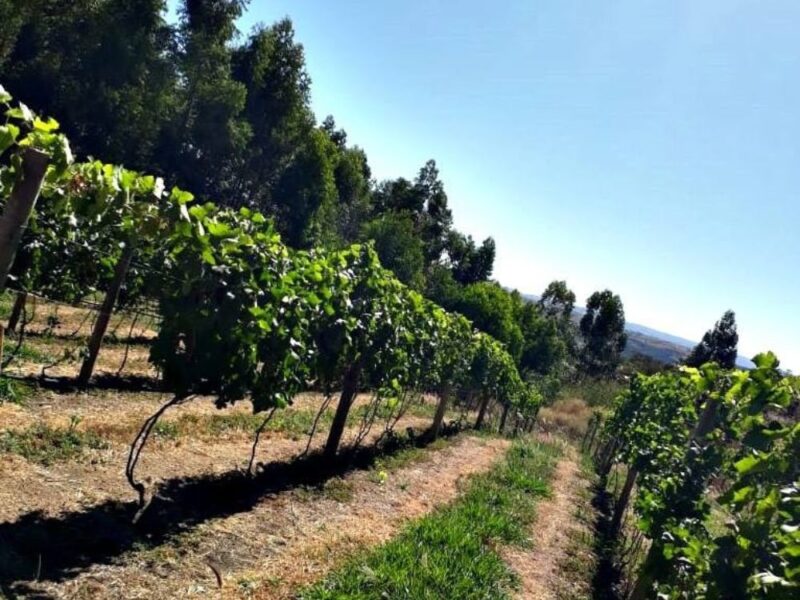 Surpreenda-se em uma degustação de vinhos de uvas Syrah, na região montanhosa de Goiás