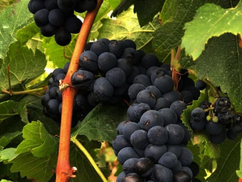 Surpreenda-se em uma degustação de vinhos de uvas Syrah, na região montanhosa de Goiás - Imagem 6