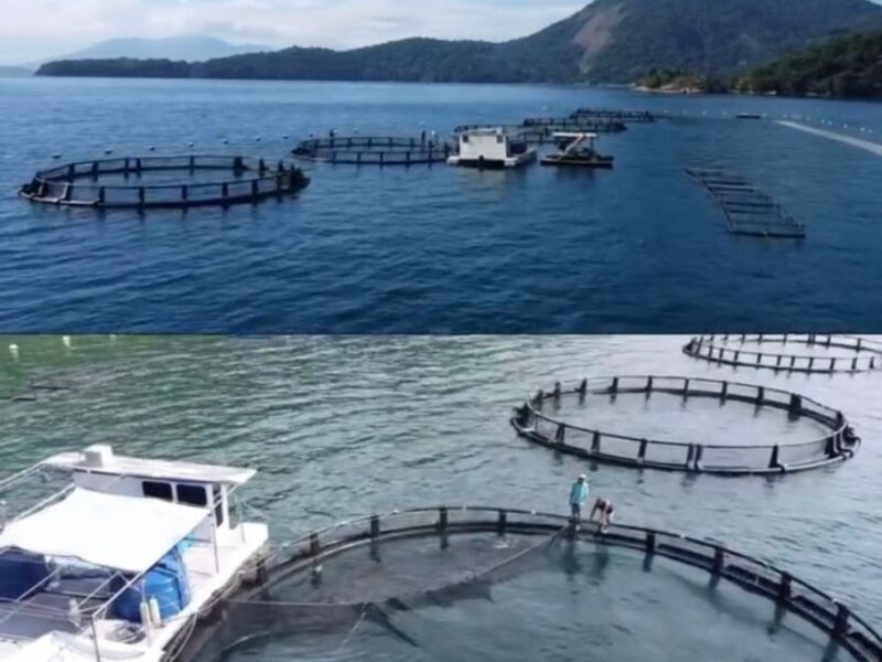 Visite uma fazenda marinha e deguste o famoso peixe Bijupirá! - Imagem 3
