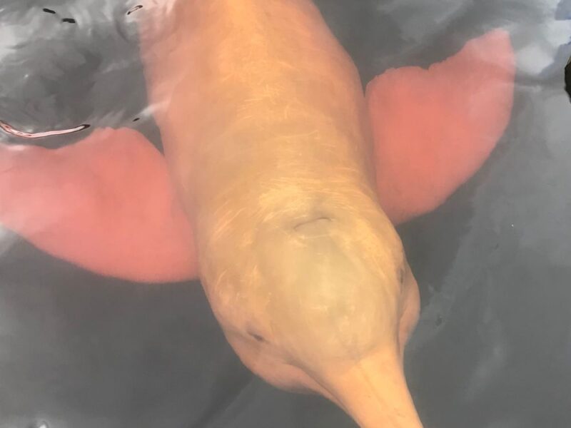 A natureza selvagem e o encontro com piranhas e botos cor-de-rosa - Imagem 2