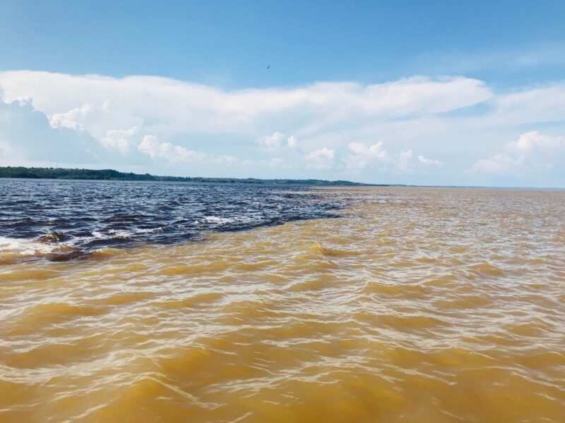 Experiência Amazônica: revelando tesouros naturais do Rio Amazonas - Imagem 4