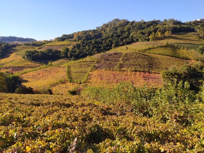 A combinação perfeita entre queijos e vinhos em um incrível tour gastronômico - Imagem 4
