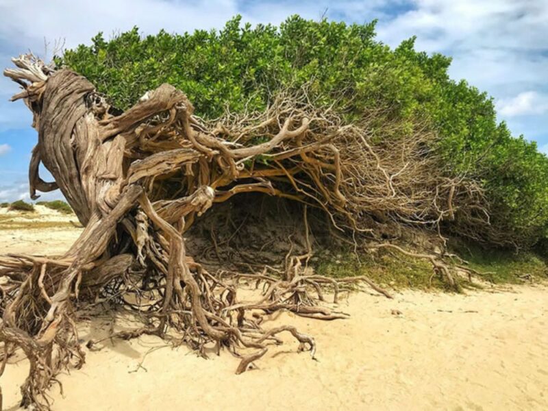 Curta Jericoacoara ao pôr do sol em um dia fascinante repleto de belezas naturais - Imagem 2