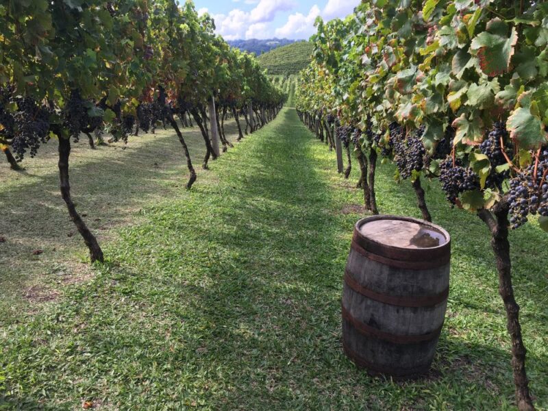 Descobrindo os tesouros do terroir sulista com as vinícolas boutique, suas origens e tradições - Imagem 2