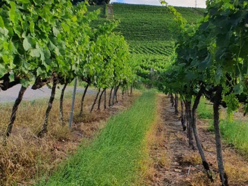 Descobrindo os tesouros do terroir sulista com as vinícolas boutique, suas origens e tradições - Imagem 3